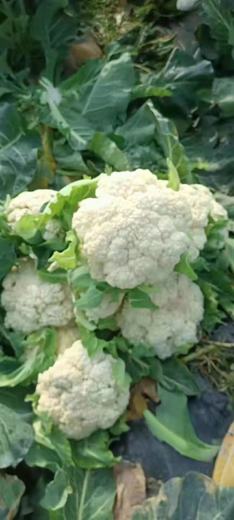 精品菜花产地直供菜花价优量大诚信经营欢迎采购