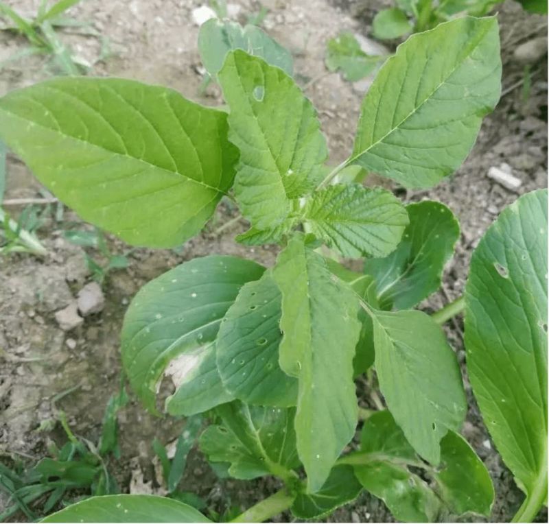 野苋菜野生苋菜种子野菜种子大田春秋冬季刺苋菜籽抗热耐寒