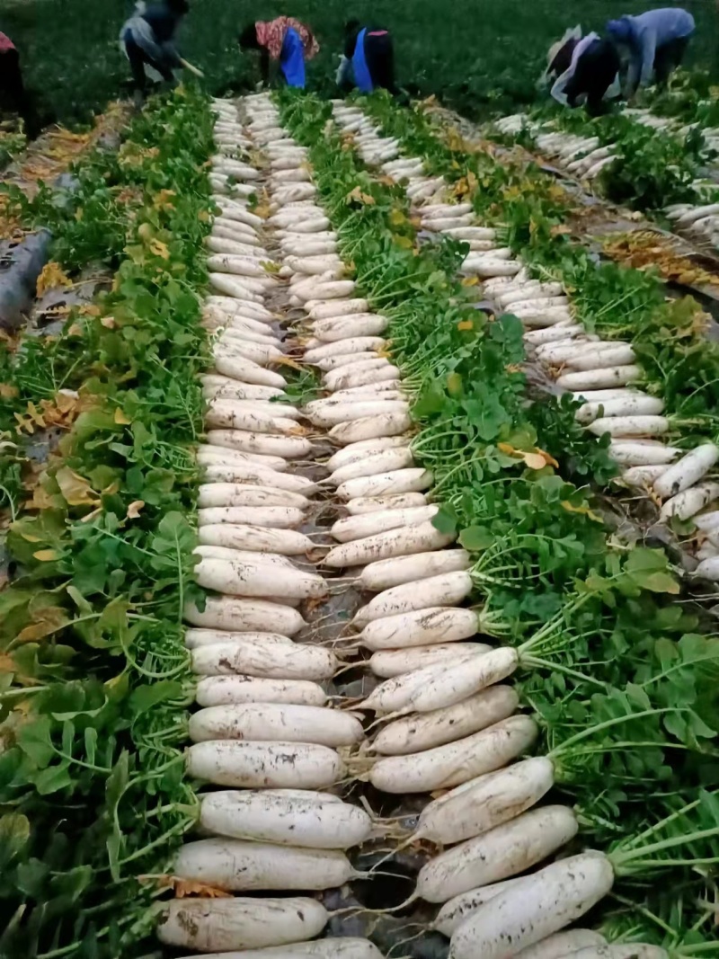 精品大白萝卜，基地直供，诚信经营，服务一流顾客至上