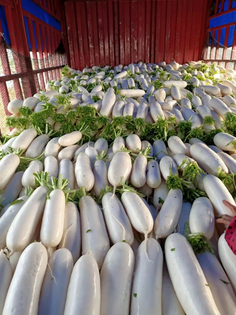 精品大白萝卜，基地直供，诚信经营，服务一流顾客至上