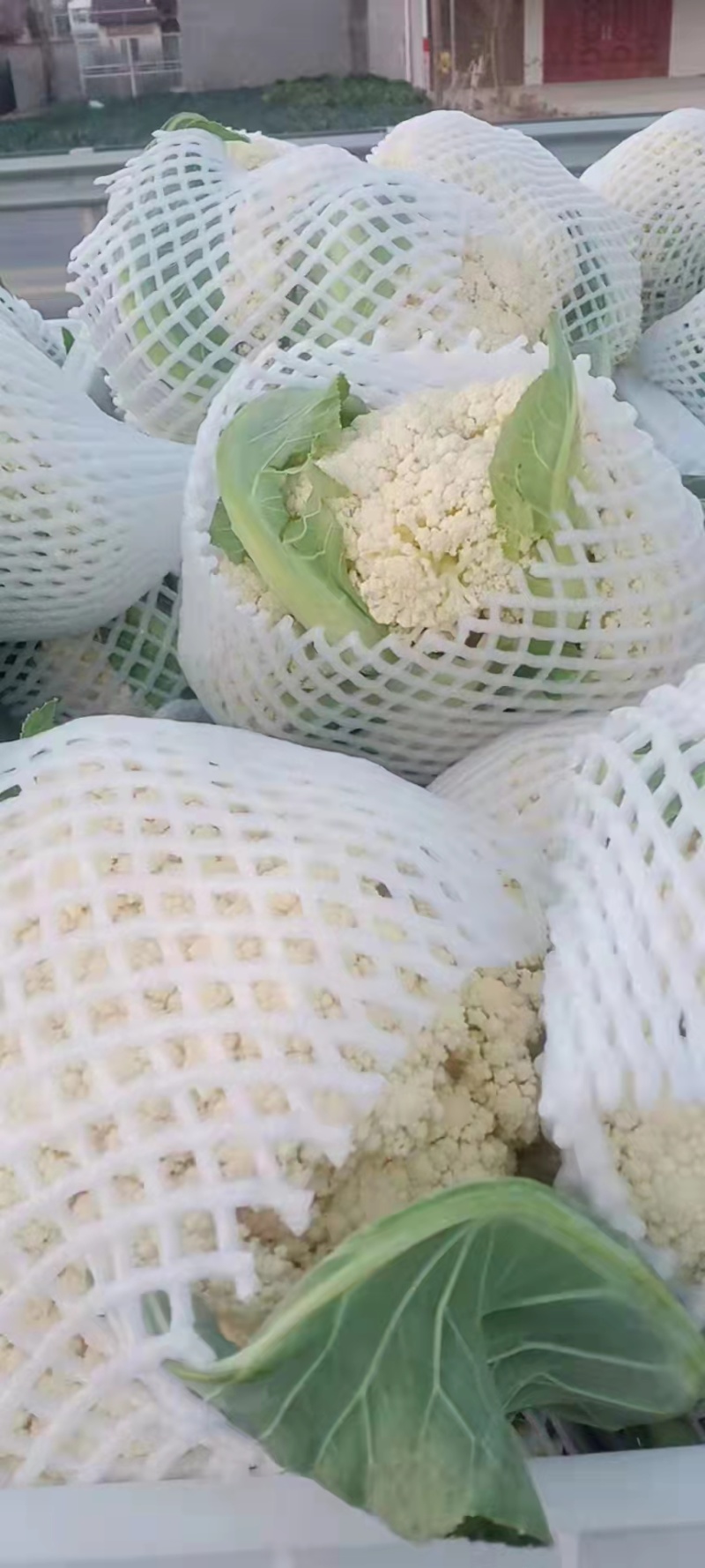 【实力】精品菜花产地直供对接全国批发大量有货价格便宜