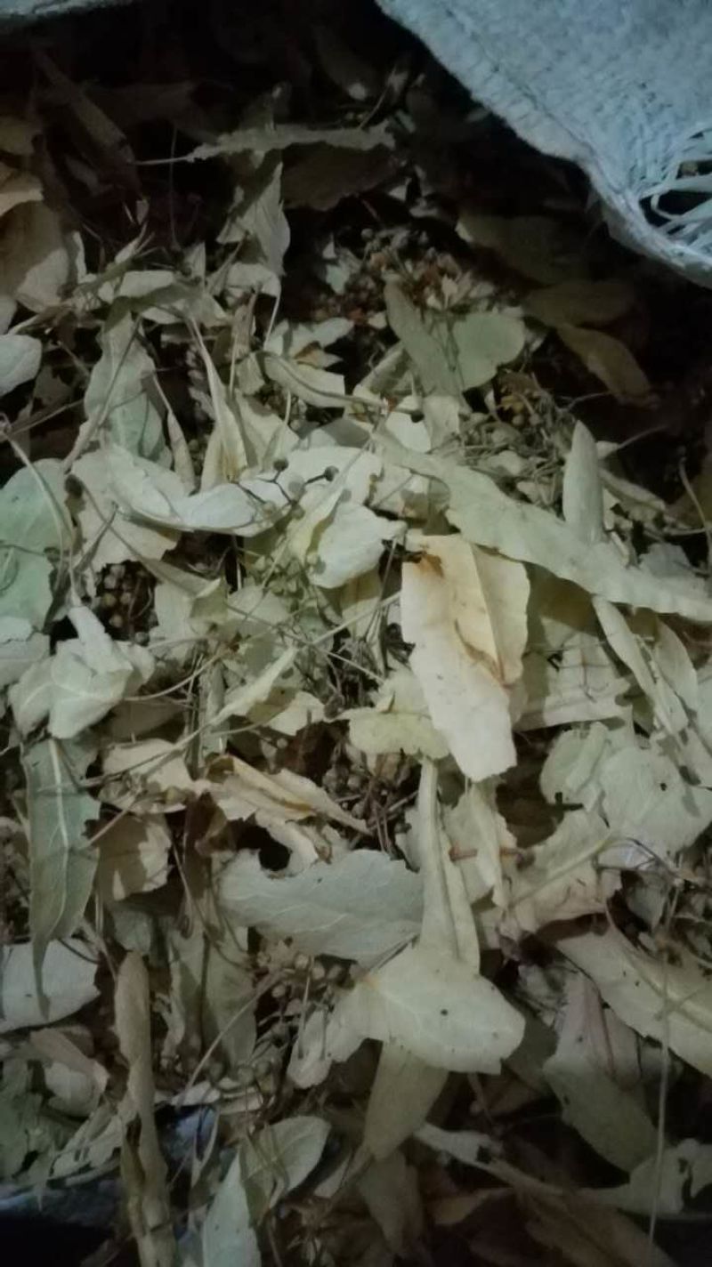 椴树花、质量保证，经营各种中药材欢迎咨询合作