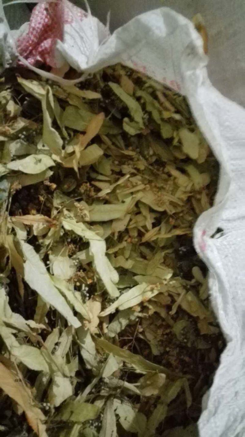 椴树花、质量保证，经营各种中药材欢迎咨询合作