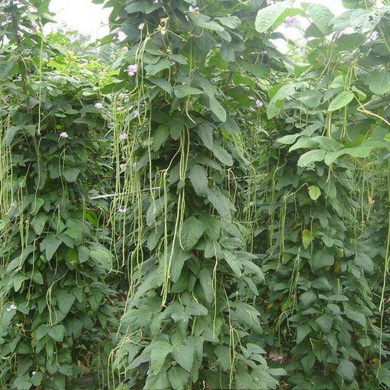 长豆角种子豇豆龙泉7号早熟翠绿豇豆籽不鼓籽高产耐高温