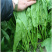拖车头金将军菠菜种子菠菜种子春秋播耐寒黑圆叶红根菠菜