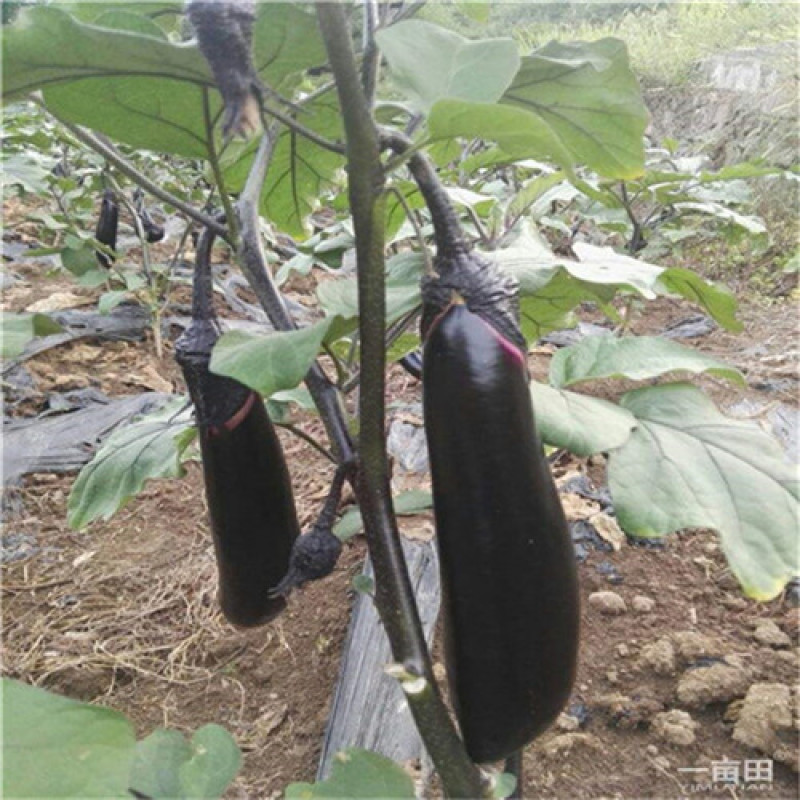 超布尔茄子种子杂交黑茄子种子黑又亮大田蔬菜基地高产抗病