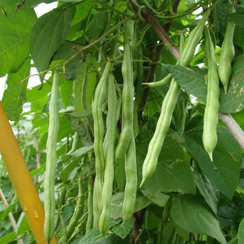 九粒青一号芸豆种子早熟高产荚长四季高端长棒形豆蔬菜种籽