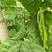 九粒青一号芸豆种子早熟高产荚长四季高端长棒形豆蔬菜种籽