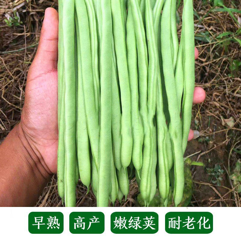 九粒青一号芸豆种子早熟高产荚长四季高端长棒形豆蔬菜种籽