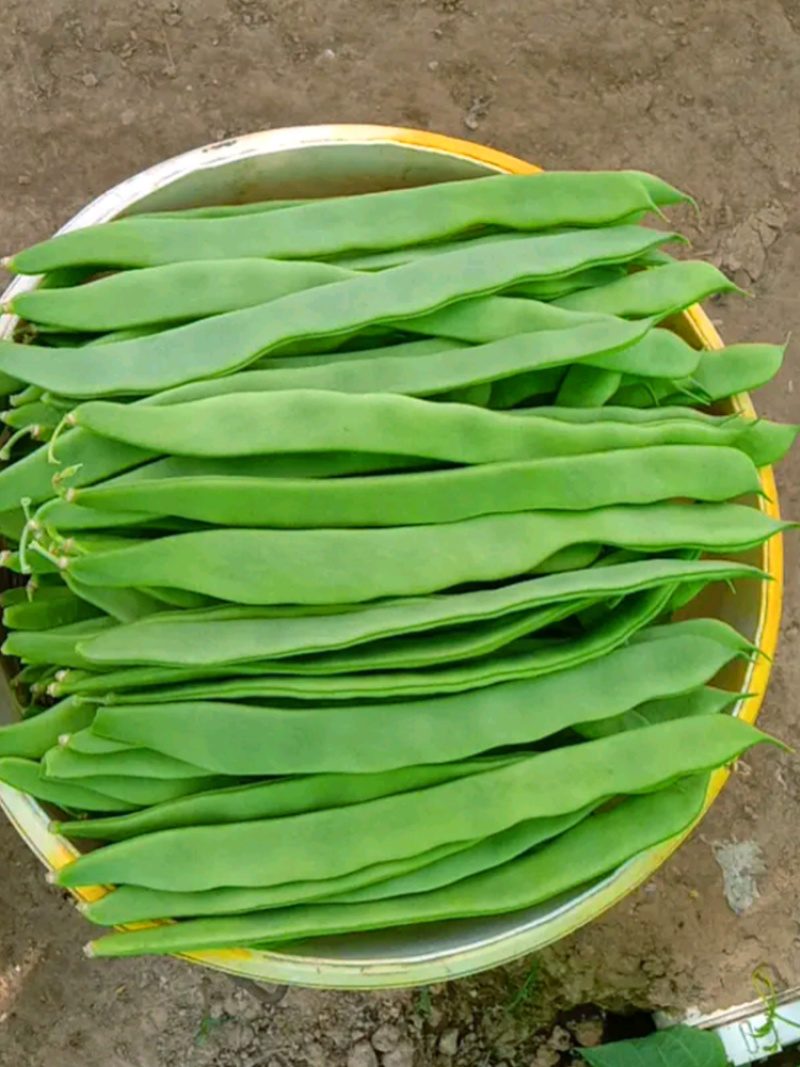 金龙二扁芸豆种子春秋季架豆宽绿芸豆四季菜种子高产扁青芸豆