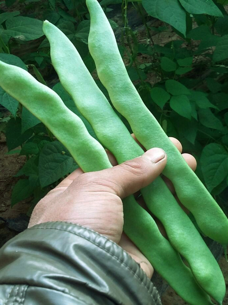 金龙二扁芸豆种子春秋季架豆宽绿芸豆四季菜种子高产扁青芸豆