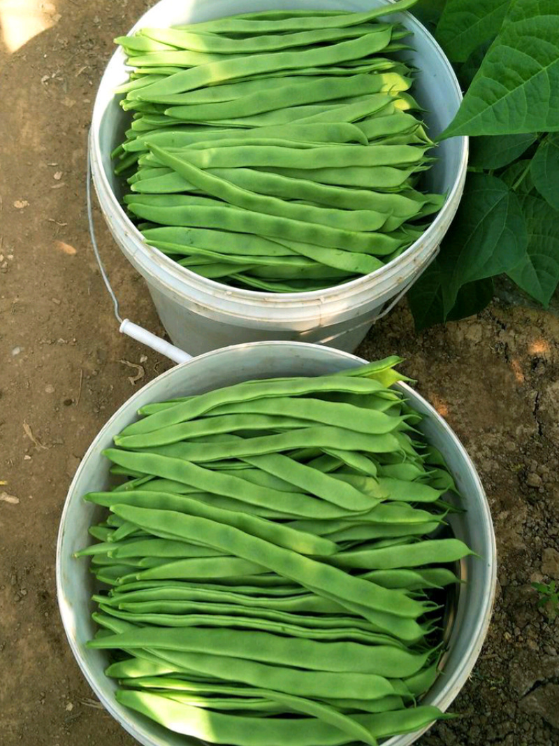 金龙二扁芸豆种子春秋季架豆宽绿芸豆四季菜种子高产扁青芸豆