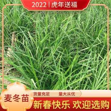 四川麦冬苗川麦冬草坪绿化苗一手货源基地直发量大价优