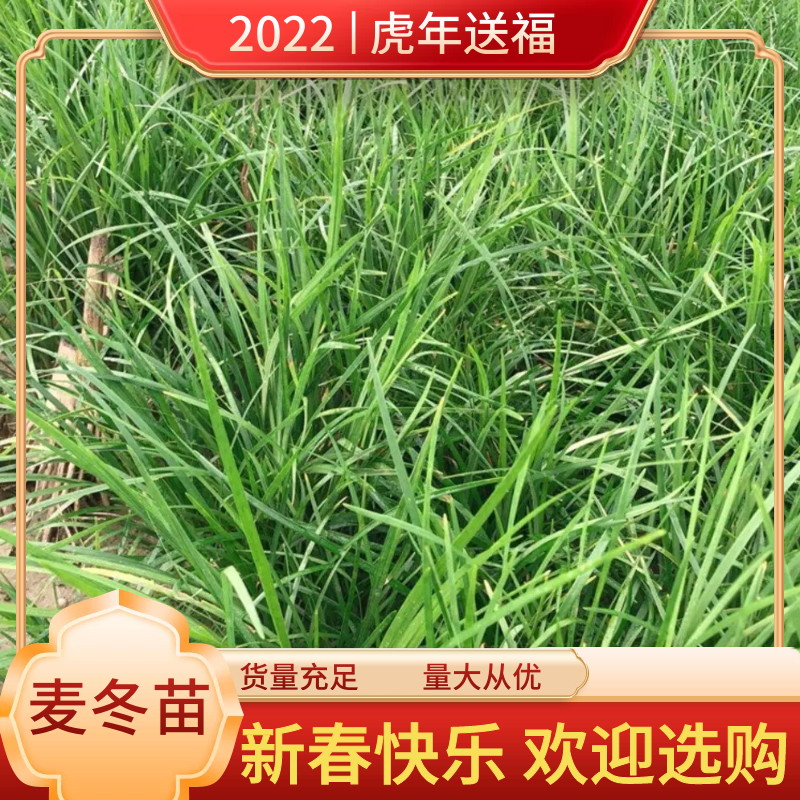 四川麦冬苗川麦冬草坪绿化苗一手货源基地直发量大价优