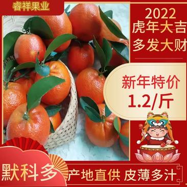 柑橘默科特柑橘（三月红）量大从优对接全国质量保证