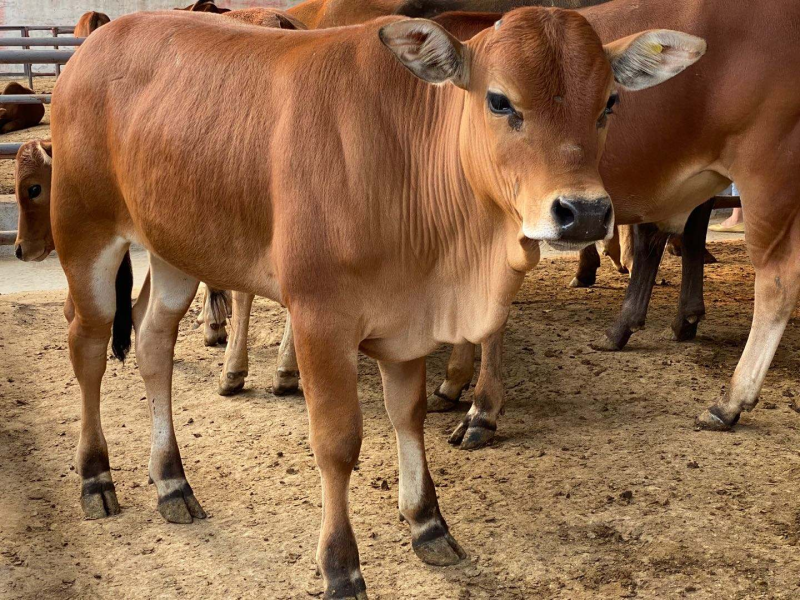 鲁西黄牛改良黄牛肉牛犊小黄牛犊黄牛养殖基地