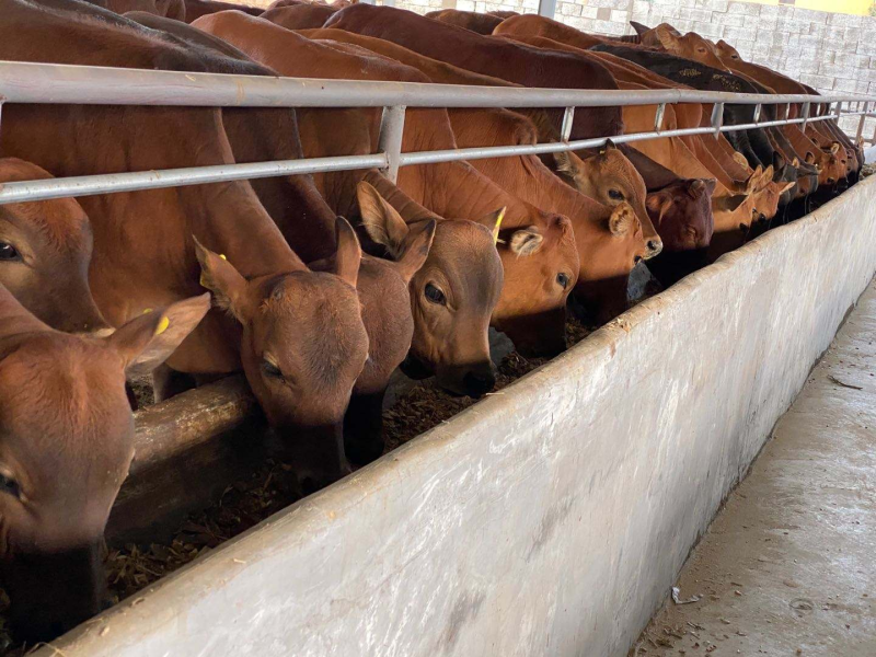 鲁西黄牛改良黄牛肉牛犊小黄牛犊黄牛养殖基地