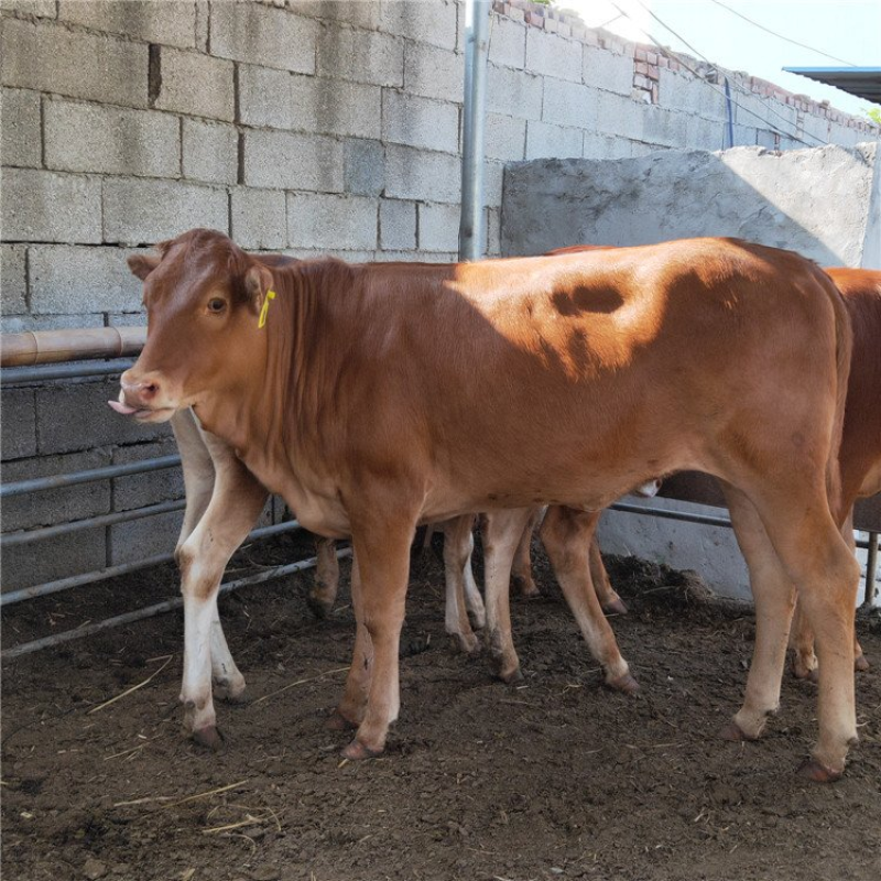 鲁西黄牛改良黄牛肉牛犊小黄牛犊黄牛养殖基地