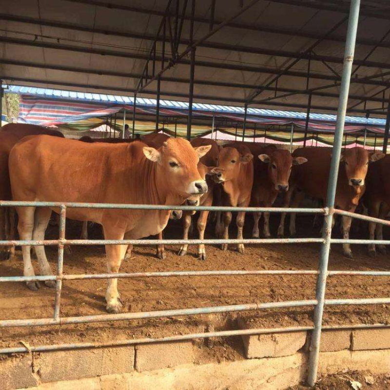 鲁西黄牛改良黄牛肉牛犊小黄牛犊黄牛养殖基地