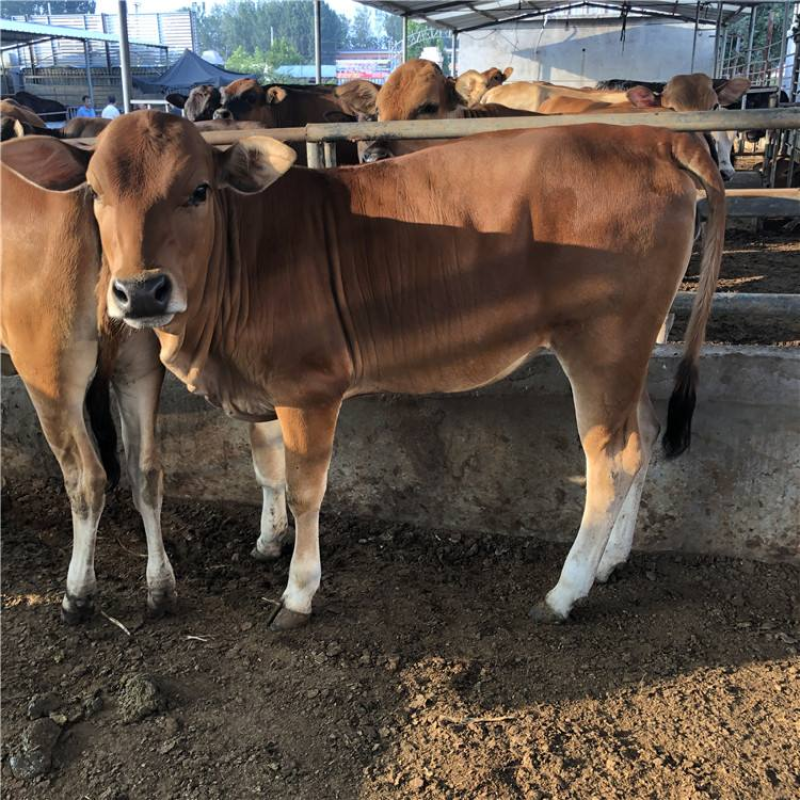 鲁西黄牛改良黄牛肉牛犊小黄牛犊黄牛养殖基地