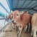 鲁西黄牛改良黄牛肉牛犊小黄牛犊黄牛养殖基地