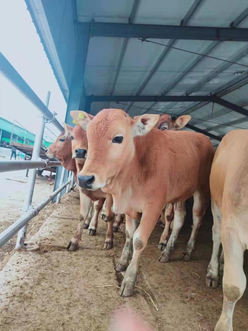 鲁西黄牛改良黄牛肉牛犊小黄牛犊黄牛养殖基地