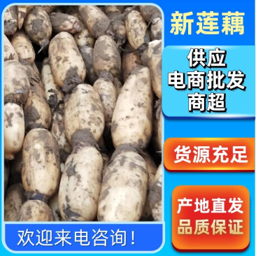 常年大量供应泥藕曹县优质白莲藕，品种多，上货快
