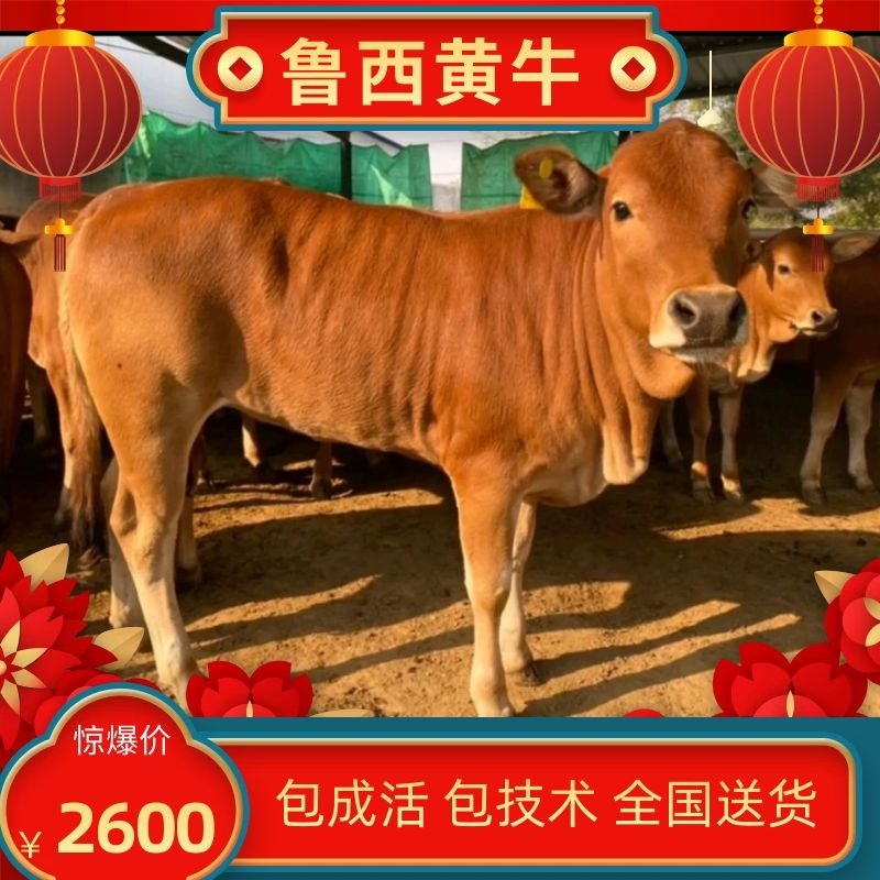 鲁西黄牛种牛牛犊全国送货包成活包技术买十送一