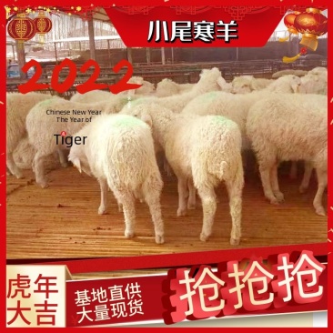 小尾寒羊生长速度快产羔率高养殖场直发欢迎咨询合作