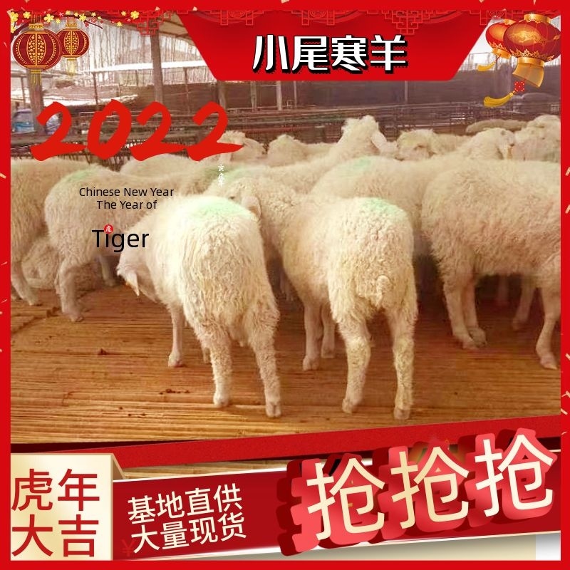 小尾寒羊生长速度快产羔率高养殖场直发欢迎咨询合作