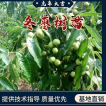 冬枣树苗.裸根.土球.可按客户要求包装发货