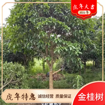 四川自贡荣县黄金桂花树1~2米2~4cm1.5~2米