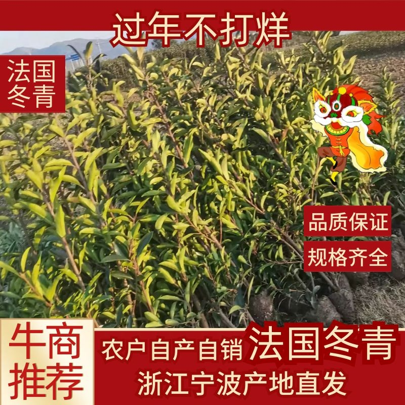 法国冬青宁波冬青品质保证！货量充足！欢迎联系洽谈！