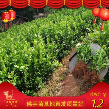 佛手苗，质量好，结果早，免费提供种植技术，包长期回收产品