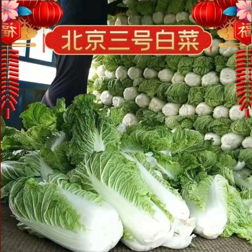 北京三号优质白菜，精品白菜量大从优服务至上