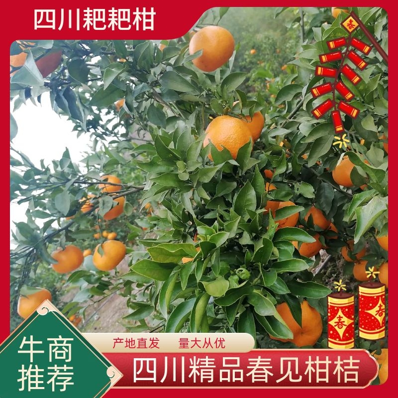 【精品春见柑桔】商超品质，大量供货，产地发货电商果欢迎来盘