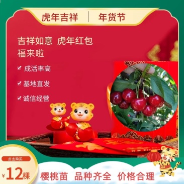 齐早樱桃苗，吉塞拉6号矮化根系，早熟新品种
