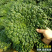 乌塌菜种子塌菜种籽早熟品种耐寒四季种植青菜
