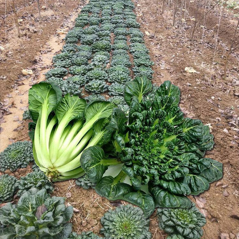乌塌菜种子塌菜种籽早熟品种耐寒四季种植青菜