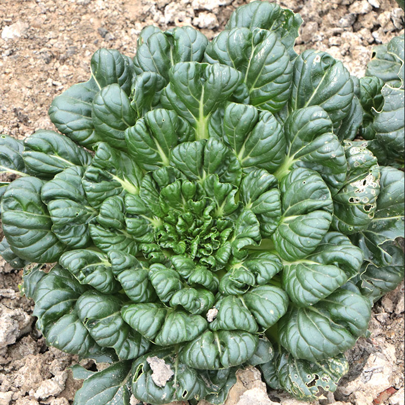 乌塌菜种子塌菜种籽早熟品种耐寒四季种植青菜