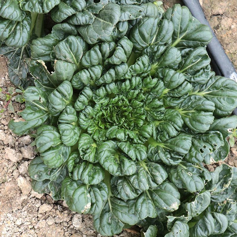 乌塌菜种子塌菜种籽早熟品种耐寒四季种植青菜