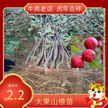 山楂苗大果山楂苗大金星山楂苗甜红子山楂提供种植技术