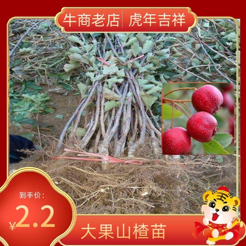 山楂苗大果山楂苗大金星山楂苗甜红子山楂提供种植技术