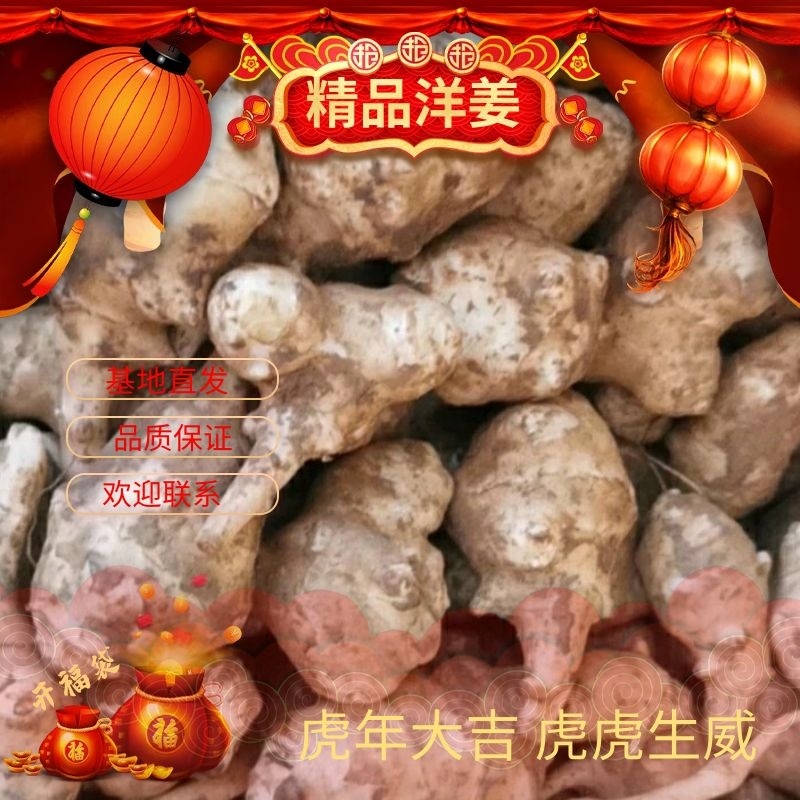 洋姜=鬼子姜基地直发欢迎联系品质保证