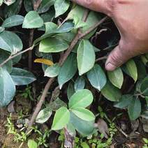 广东梅州实生小叶长林系列油茶苗，根系发达，可做技术指导