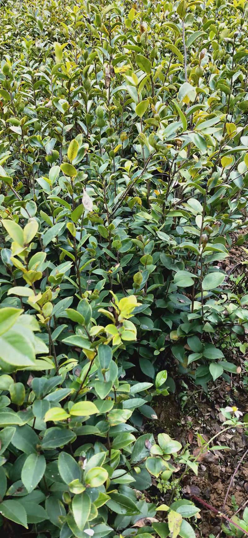 广东梅州实生小叶长林系列油茶苗，根系发达，可做技术指导