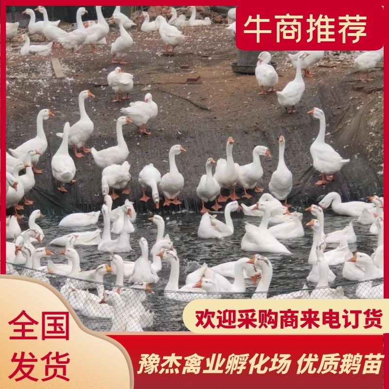 豫杰禽业孵化场~大三花鹅苗品种优良孵化场供货