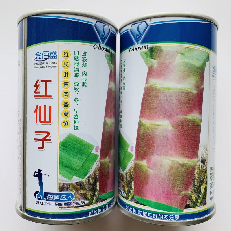 红叶青肉莴笋种子耐寒抗病丰产适应性广大田用种