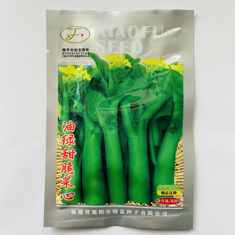 白菜苔种子早熟耐热抗病红菜苔种子产量高菜心种子纤维少