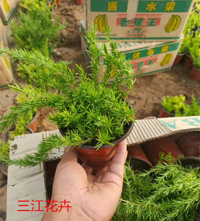 丛生福禄考大量批发宿根福禄考供应基地量大从优
